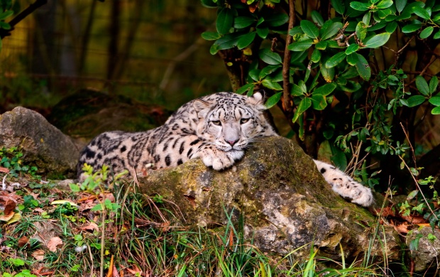 Snow Leopard Laying And View