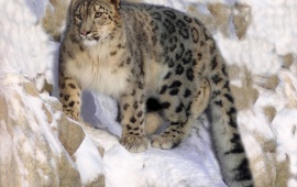 Snow Leopard On A Rock