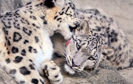 Snow Leopards Love