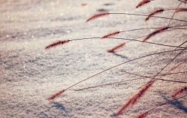 Snow Winter And Brown Grass