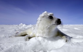Snowy Seal