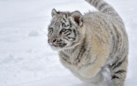 Snowy Tiger Cub