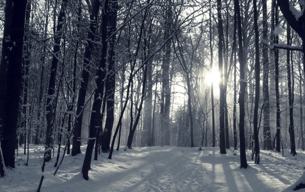 Snowy Winter Forest (click to view)