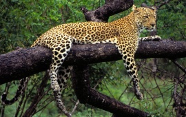 South African Leopard