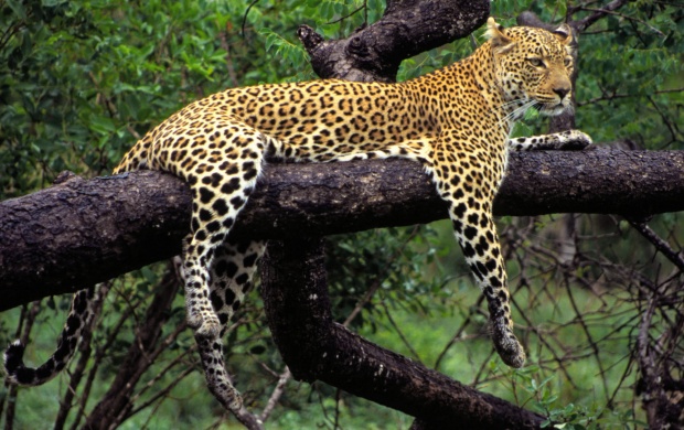South African Leopard (click to view)