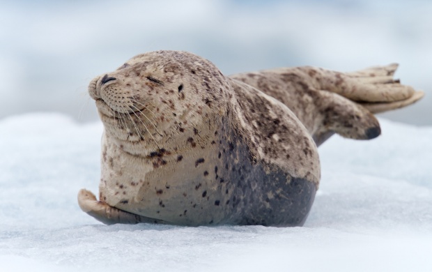 South Sawyer Glacier Harbor Seal (click to view)