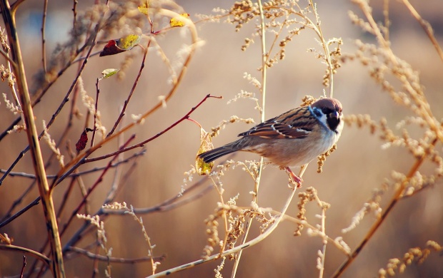 Sparrow Bird Dry Grass