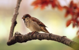 Sparrow on a Branch