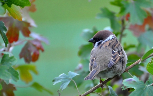 Sparrow Sitting On Branch
