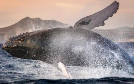 Sperm Whales Jumping