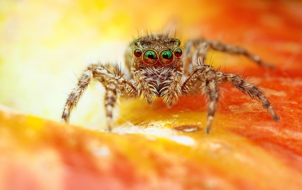 Spider Macro (click to view)