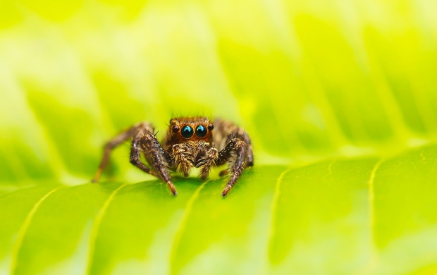 Spider On Green Leaves