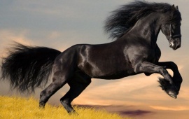 Splendid Black Arab Horse