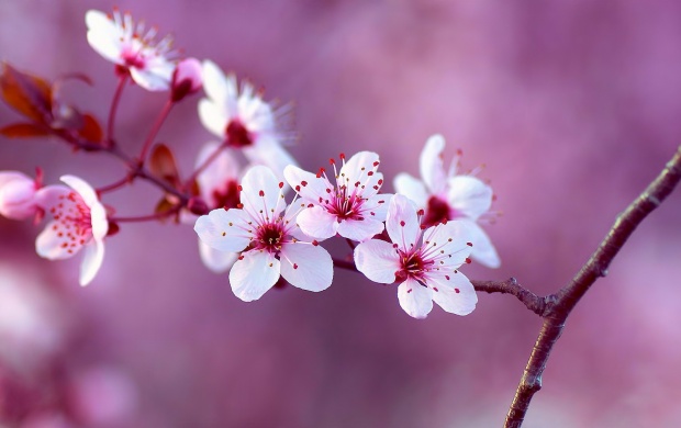 Spring Beauty Flowers Branch (click to view)