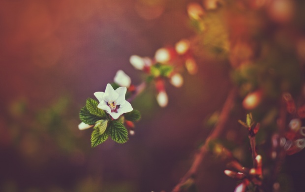 Spring Nature Bokeh (click to view)
