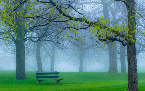 Spring Park Fog And Bench
