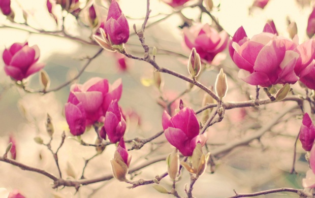 Spring Pink Branch