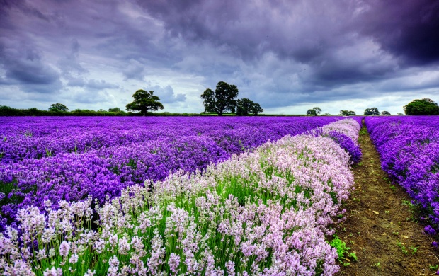 Spring Purple And White Flowers (click to view)