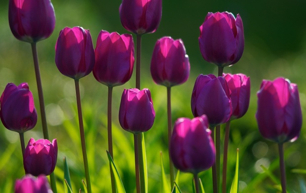 Spring Purple Tulips Flowers (click to view)