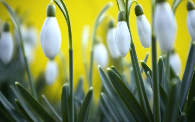 Spring Snowdrops Flower (click to view)