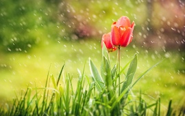 Spring Tulips Grass Rain