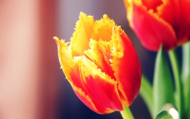 Spring Tulips Plant Flower