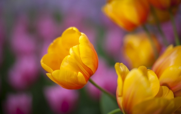 Spring Tulips Yellow (click to view)