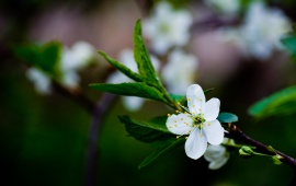 Spring White Cherry Blossoms Flower