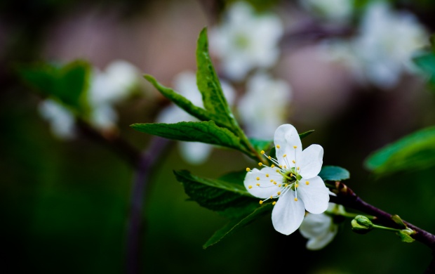 Spring White Cherry Blossoms Flower (click to view)