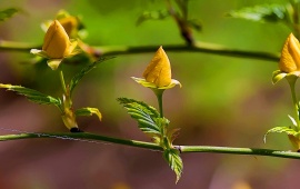 Spring Yellow Rose Flowers
