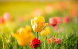 Spring Yellow Tulips Flowers Bokeh