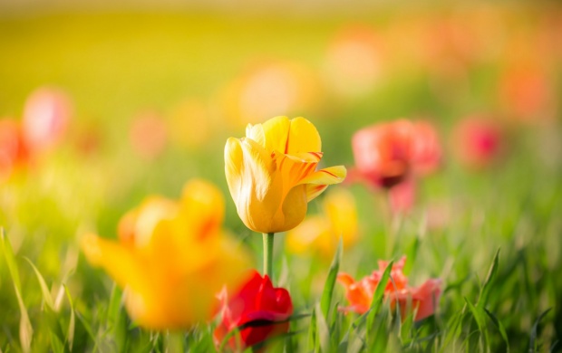 Spring Yellow Tulips Flowers Bokeh (click to view)