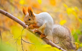 Squirrel Eating Food On Tree