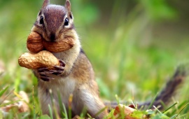 Squirrel Eating Peanuts