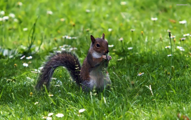Squirrel Standing (click to view)
