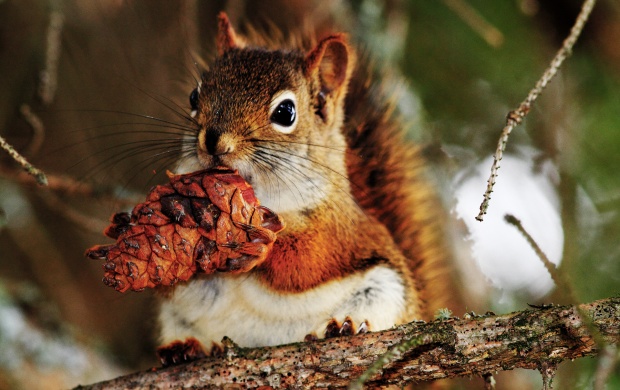 Squirrel With Cones