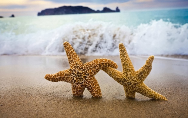 Starfish - Come With Me! (click to view)