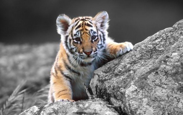 Stone On Tiger Cub (click to view)