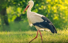 Storks Bird Summer