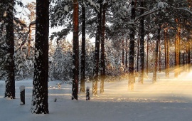 Stream Sunlight Winter Pine