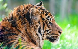 Sumatran Tiger Grass