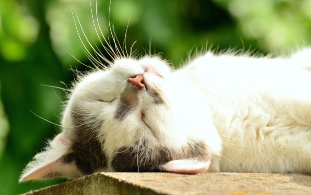 Summer Cat Sleeping (click to view)