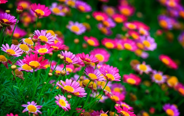 Summer Little Flowers Meadow (click to view)