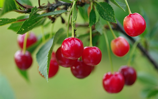 Summer Red Cherry (click to view)