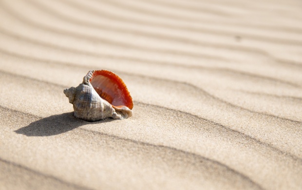 Summer Sand On Seashell