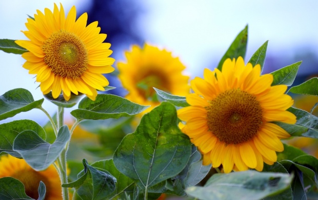 Summer Sunflowers Field