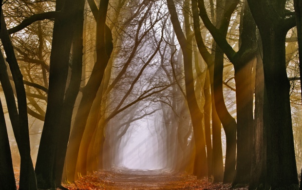 Sun Rays On Trees (click to view)