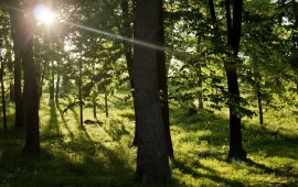 Sun Shining Through the Trees