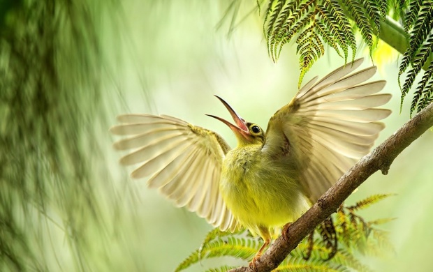 Sunbird Open Wings And Beak