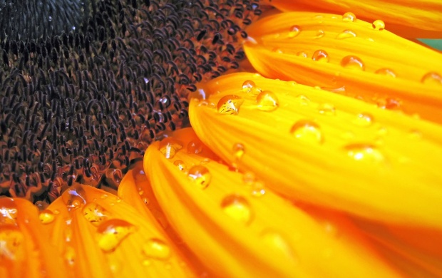 Sunflower Macro (click to view)